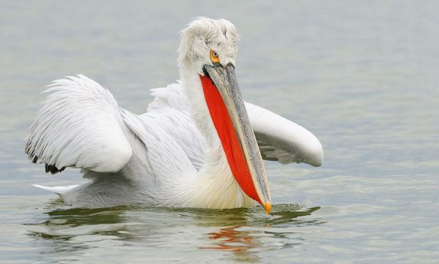 Gambar Burung Terbesar Di Dunia Dalmatian pelican (Pelecanus crispus)
