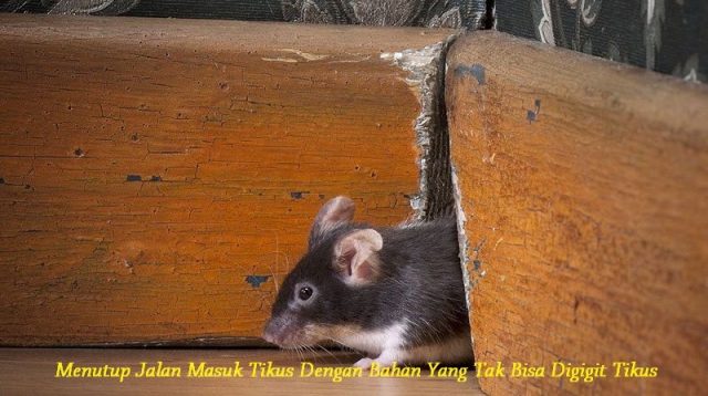 Gambar Cara Yang Paling Ampuh Mengusir Tikus