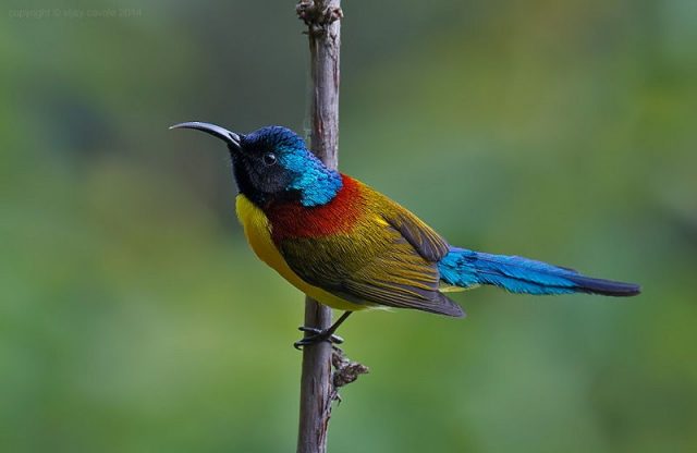 Foto Burung Madu Ekor Hijau Jantan