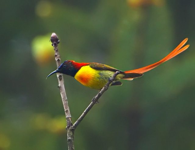 Gambar Burung Madu Ekor Api ( Fire-tailed sunbird )