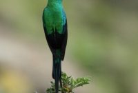 Gambar Burung malachite sunbird