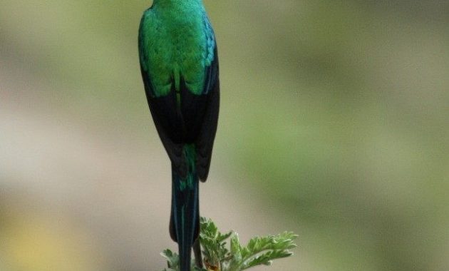 Gambar Burung malachite sunbird