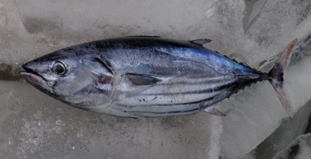 Gambar Harga Ikan Laut - Ikan Cakalang