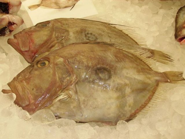 Gambar Harga Ikan Laut - Ikan Dori
