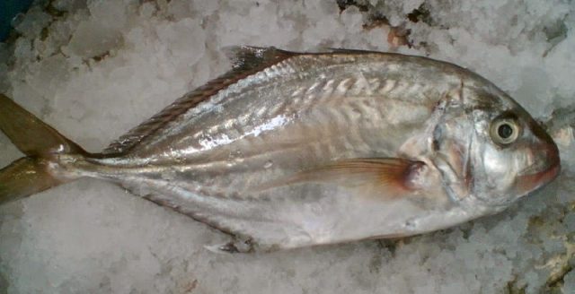 Gambar Harga Ikan Laut - Ikan Kuwe