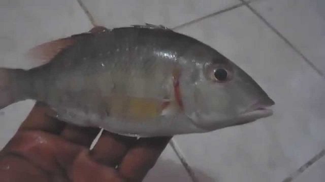 Gambar Harga Ikan Laut - Ikan Lencam