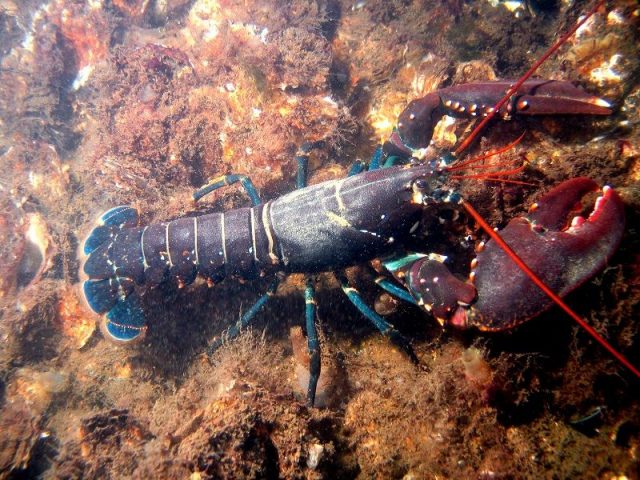Gambar Harga Ikan Laut - Lobster