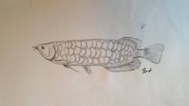 Gambar Ikan Arwana - sketsa ikan arwana baby