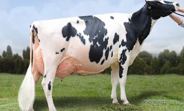 Gambar Sapi Perah Friesian Holstein