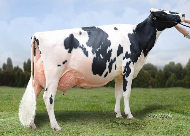 Gambar Sapi Perah Friesian Holstein