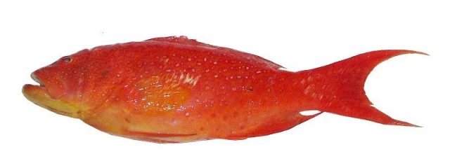 Gambar Harga Ikan Laut - Ikan Kerapu Merah