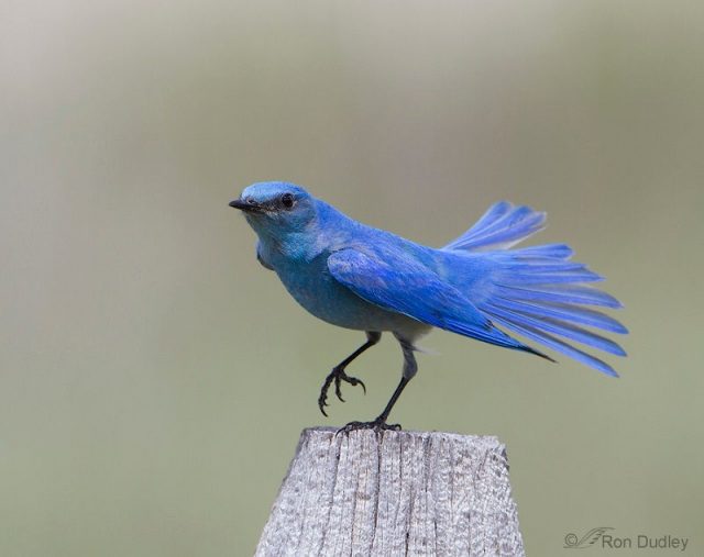 Gambar Mountain Bluebird Burung Termahal Di Dunia