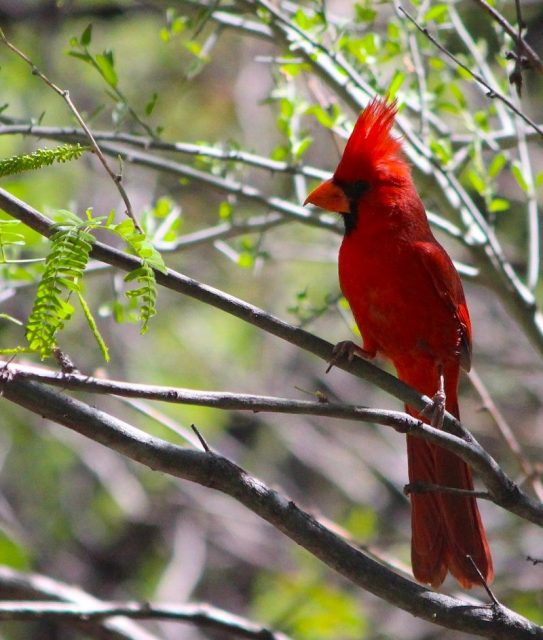 Gambar North Cardinal Burung Termahal Di Dunia
