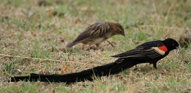Gambar Burung Ekor Panjang Burung Long-tailed Widowbird