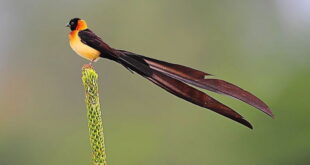 Gambar Burung Ekor Panjang Long-tailed Paradise