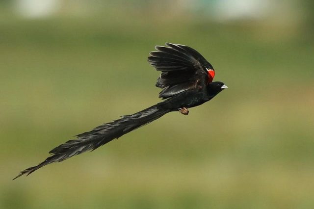 Gambar Burung Ekor Panjang Long-tailed Widowbird