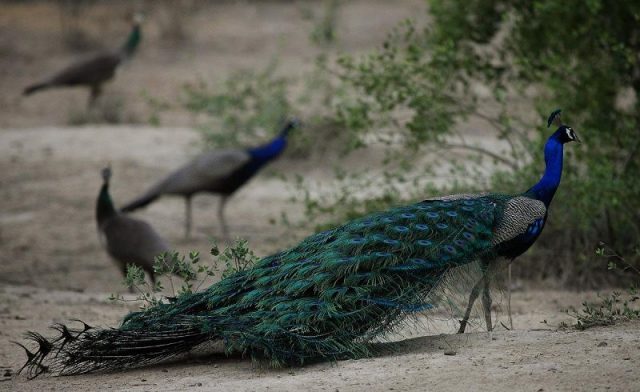 Gambar Burung Ekor Panjang Merak biru