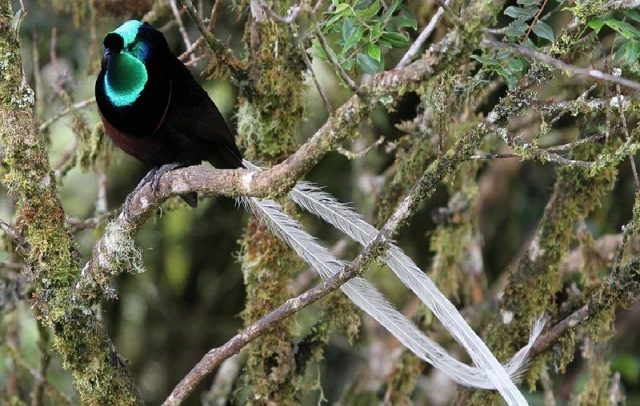 Gambar Burung Ekor Panjang Ribbon-tailed Astrapia Jantan
