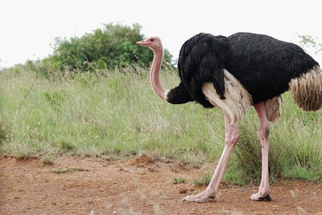Gambar Burung Terbesar Di Dunia common ostrich (Struthio camelus)