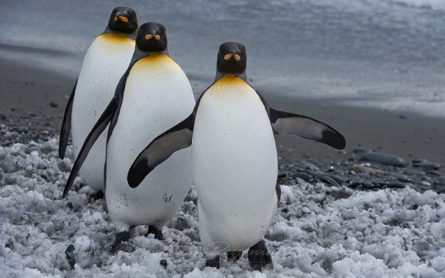 Gambar Burung Terbesar Di Dunia king penguin (Aptenodytes patagonicus)