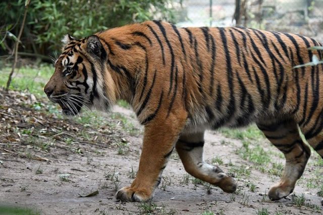 Gambar Ciri Ciri Harimau Sumatra Belang Dan Warnanya