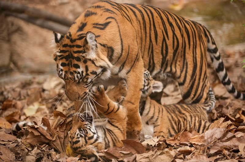 Gambar Ciri Ciri Harimau Sumatra Betina