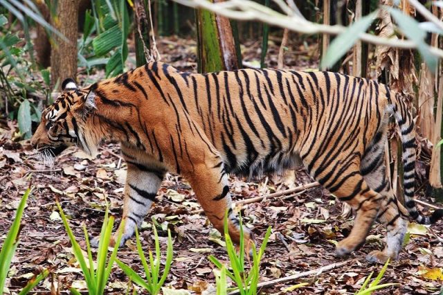 Gambar Ciri Ciri Harimau Sumatra jantan