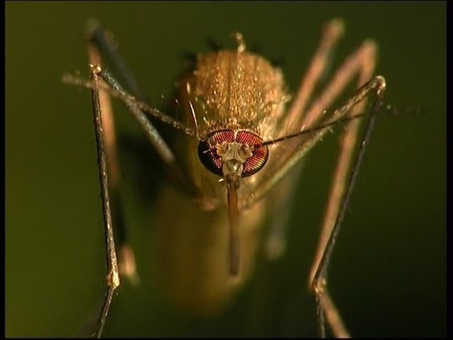 Gambar Ciri Ciri Nyamuk Lengkap Dengan Gambarnya
