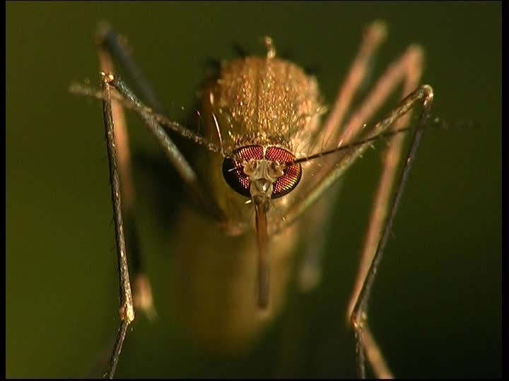 Gambar Ciri Ciri Nyamuk Lengkap Dengan Gambarnya