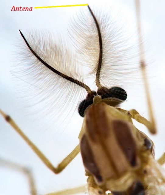 Gambar Ciri Ciri Nyamuk Pada bagian kepala nyamuk terdapat adanya Antena