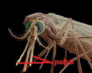 Gambar Ciri Ciri Nyamuk Pada bagian kepala nyamuk terdapat adanya palpis