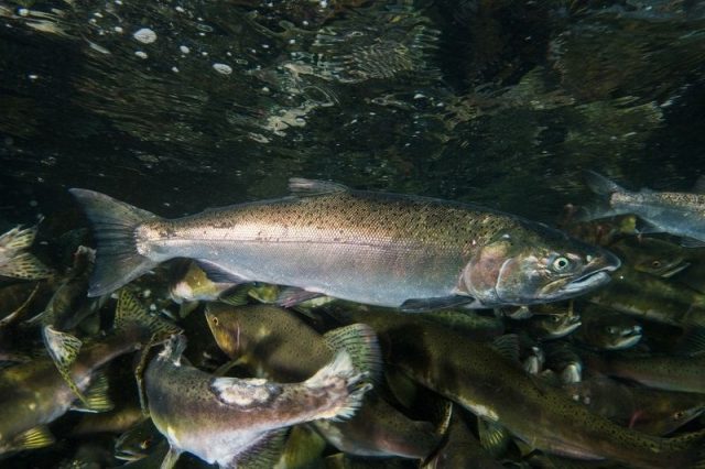 Gambar Ikan Salmon - Coho salmon