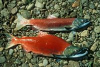 Gambar Ikan Salmon -Sockeye salmon