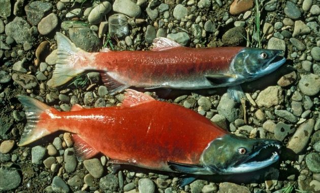 Gambar Ikan Salmon -Sockeye salmon