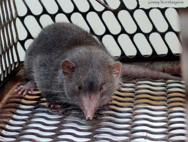 Gambar Makanan Kesukaan Curut Dan Cara Mengusir Tikus Curut Dari Kamar