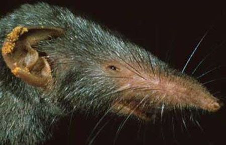 Gambar Tikus curut memiliki moncong panjang