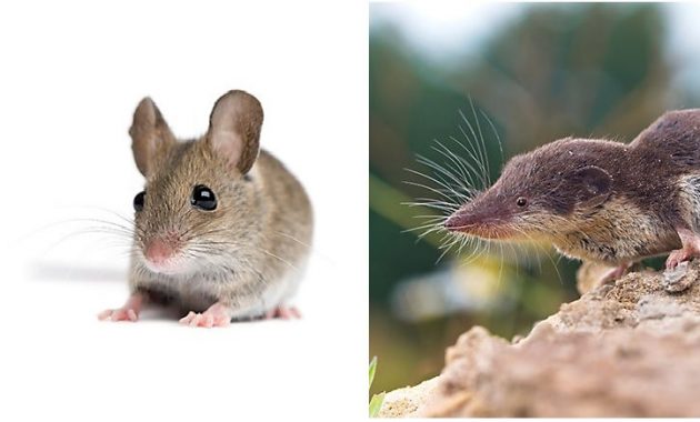 Gambar Perbedaan Curut Dan Tikus