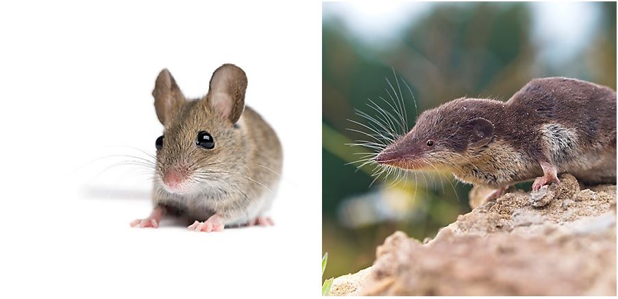 Gambar Perbedaan Curut Dan Tikus
