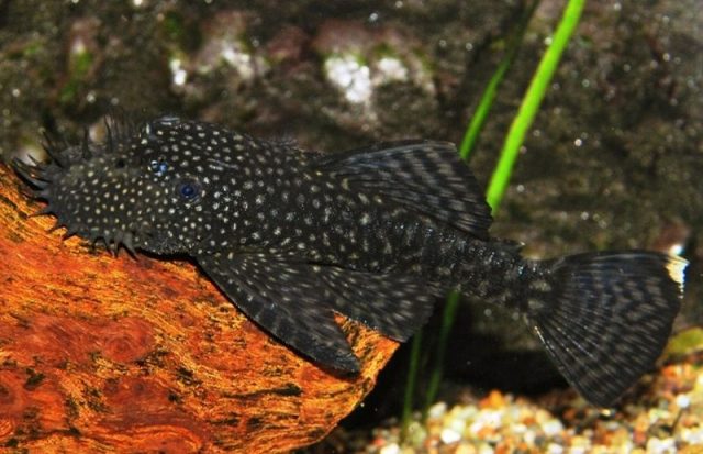 Gambar Ikan Hias Spesies Perwakilan Ikan Ancistrus leucostictus