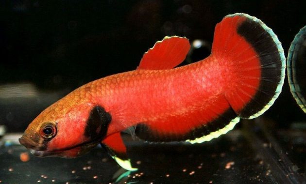 Gambar Ikan Hias Spesies Perwakilan Ikan Betta channoides
