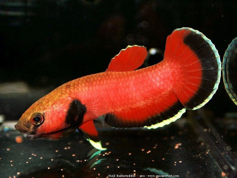 Gambar Ikan Hias Spesies Perwakilan Ikan Betta channoides