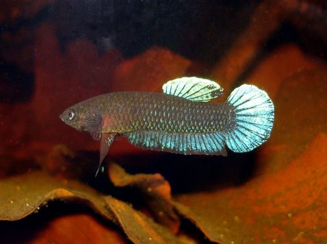 Gambar Ikan Hias Spesies Perwakilan Ikan Betta persephone