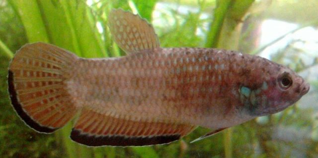 Gambar Ikan Hias Spesies Perwakilan Ikan Betta simplex