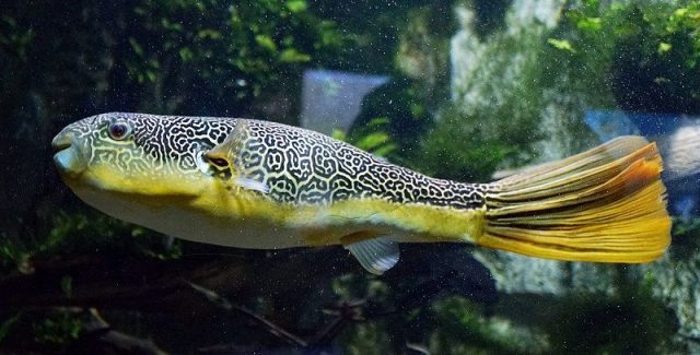 Gambar Ikan Hias Spesies Perwakilan Ikan Mbu pufferfish