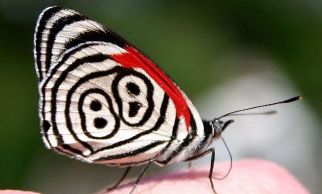 Jenis Kupu Kupu-88 Butterfly