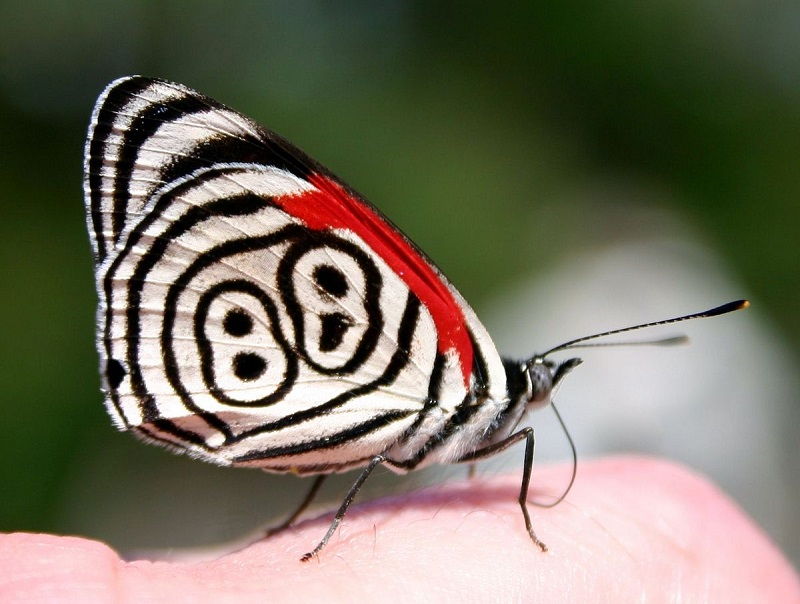 Jenis Kupu Kupu-88 Butterfly