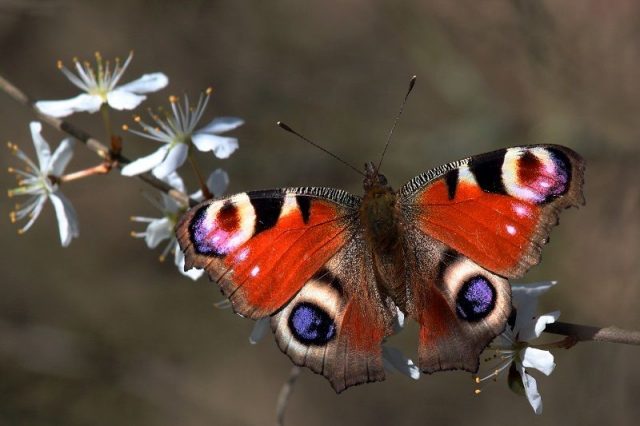 Jenis Kupu Kupu-Peacock Butterfly