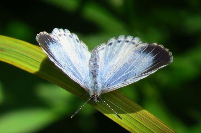Jenis Kupu Kupu-Summer Azure Butterfly