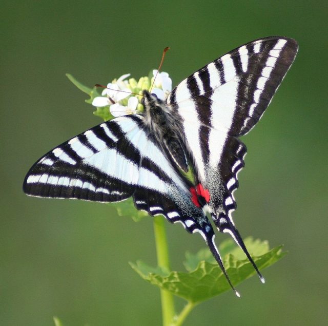 Jenis Kupu Kupu - Zebra Swallowtail
