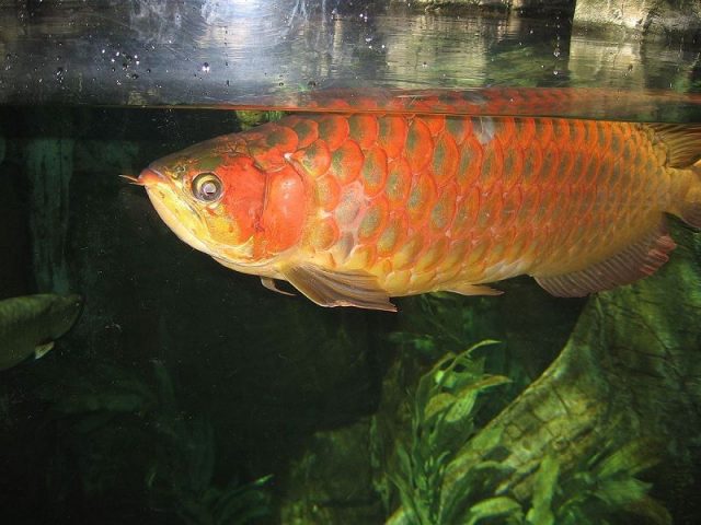 Gambar Nama Nama Ikan Hias Air Tawar Dan Gambarnya - Arwana ( Scleropages formosus )